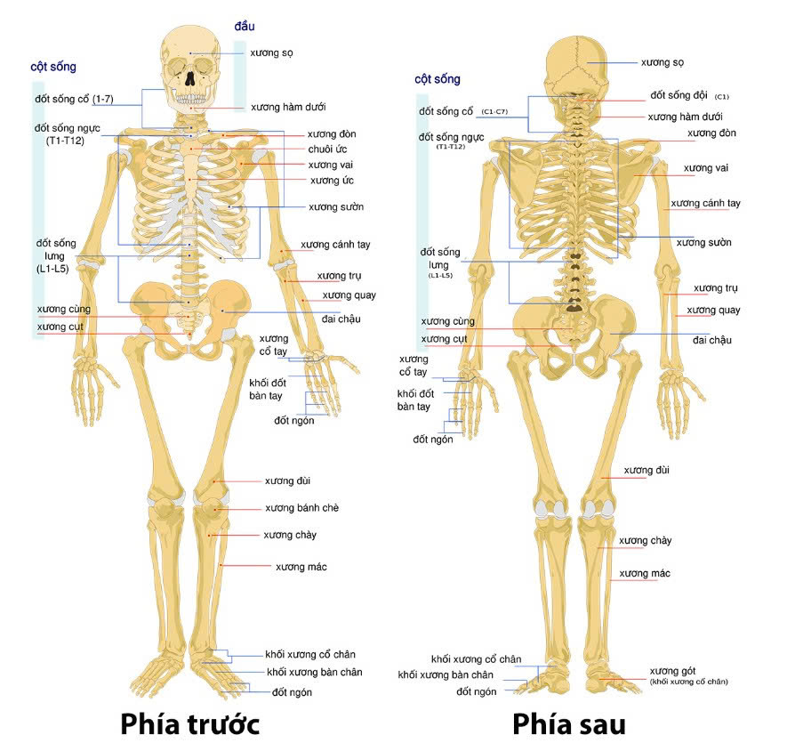 Hình ảnh hệ xương